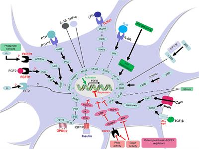 Osteocytic FGF23 and Its Kidney Function